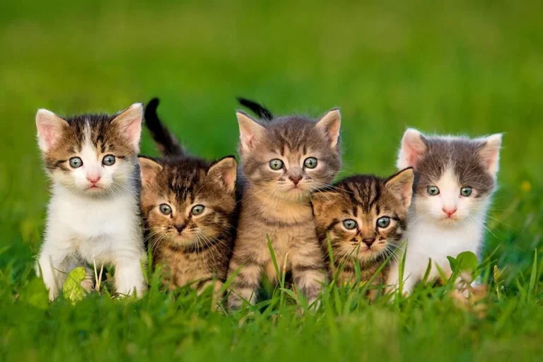 Indian Cat Names: 150+ Unique, Meaningful Names for Your Feline Friend