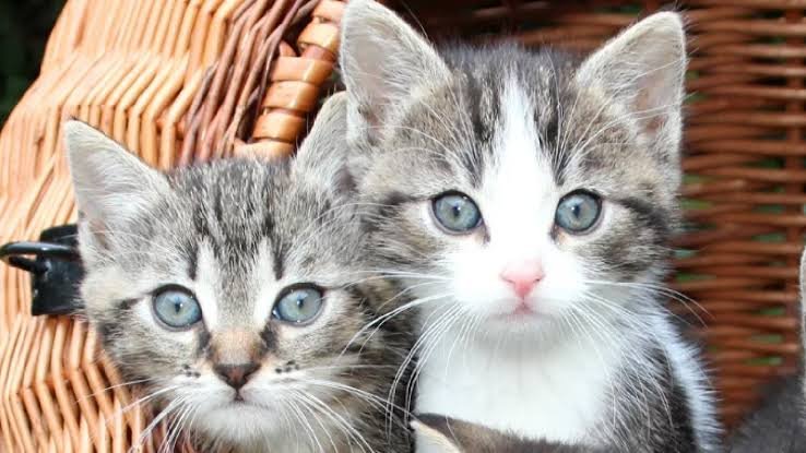Why Choose Indian Cat Names